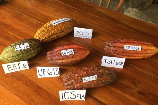 cacao-de-colombie_galerie-02