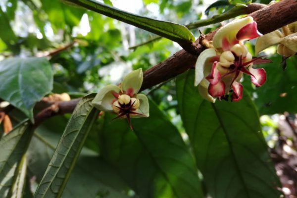 cacao-de-colombie_galerie-03