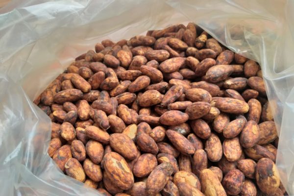 cacao-de-colombie_galerie-04