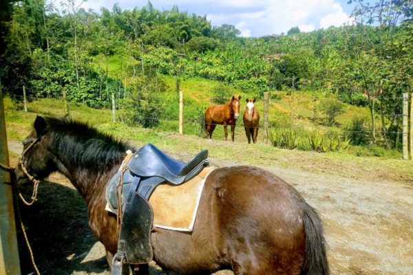 cacao-de-colombie_make-a-wish-03
