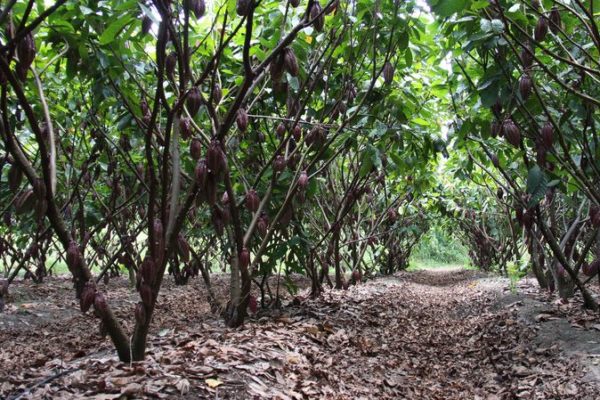 cacao-de-colombie_make-a-wish-15